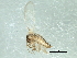  ( - 09PROBE-JW1417)  @12 [ ] CreativeCommons - Attribution (2010) CBG Photography Group Centre for Biodiversity Genomics