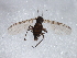 ( - 09PROBE-JW1145)  @12 [ ] CreativeCommons - Attribution (2010) CBG Photography Group Centre for Biodiversity Genomics