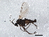  ( - 09PROBE-JW1189)  @12 [ ] CreativeCommons - Attribution (2010) CBG Photography Group Centre for Biodiversity Genomics