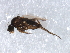  ( - 09PROBE-JW1213)  @13 [ ] CreativeCommons - Attribution (2010) CBG Photography Group Centre for Biodiversity Genomics