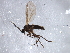 ( - 09PROBE-JW1268)  @12 [ ] CreativeCommons - Attribution (2010) CBG Photography Group Centre for Biodiversity Genomics