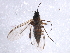  ( - 09PROBE-JW1270)  @12 [ ] CreativeCommons - Attribution (2010) CBG Photography Group Centre for Biodiversity Genomics