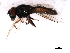  ( - 09PROBE-JW0954)  @13 [ ] CreativeCommons - Attribution (2010) CBG Photography Group Centre for Biodiversity Genomics