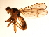  ( - 09PROBE-JW1019)  @13 [ ] CreativeCommons - Attribution (2010) CBG Photography Group Centre for Biodiversity Genomics