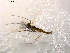  ( - 10PROBE-07505)  @12 [ ] CreativeCommons - Attribution (2011) CBG Photography Group Centre for Biodiversity Genomics