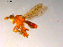  ( - 10PROBE-07562)  @12 [ ] CreativeCommons - Attribution (2011) CBG Photography Group Centre for Biodiversity Genomics