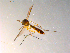  ( - 10PROBE-07569)  @13 [ ] CreativeCommons - Attribution (2011) CBG Photography Group Centre for Biodiversity Genomics