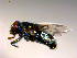  ( - 10PROBE-08754)  @13 [ ] CreativeCommons - Attribution (2011) CBG Photography Group Centre for Biodiversity Genomics