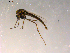  ( - 10PROBE-08825)  @12 [ ] CreativeCommons - Attribution (2011) CBG Photography Group Centre for Biodiversity Genomics