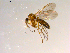  (Phronia sp. CJB01 - 10PROBE-08833)  @13 [ ] CreativeCommons - Attribution (2011) CBG Photography Group Centre for Biodiversity Genomics