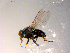  ( - 10PROBE-08846)  @13 [ ] CreativeCommons - Attribution (2011) CBG Photography Group Centre for Biodiversity Genomics