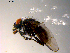  ( - 10PROBE-08870)  @12 [ ] CreativeCommons - Attribution (2011) CBG Photography Group Centre for Biodiversity Genomics