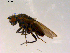  ( - 10PROBE-08901)  @12 [ ] CreativeCommons - Attribution (2011) CBG Photography Group Centre for Biodiversity Genomics