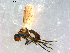  ( - 10PROBE-08942)  @13 [ ] CreativeCommons - Attribution (2011) CBG Photography Group Centre for Biodiversity Genomics