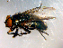  ( - 10PROBE-08945)  @13 [ ] CreativeCommons - Attribution (2011) CBG Photography Group Centre for Biodiversity Genomics