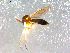  ( - 10PROBE-08960)  @12 [ ] CreativeCommons - Attribution (2011) CBG Photography Group Centre for Biodiversity Genomics