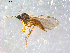  ( - 10PROBE-08965)  @12 [ ] CreativeCommons - Attribution (2011) CBG Photography Group Centre for Biodiversity Genomics