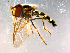  ( - 10PROBE-08970)  @13 [ ] CreativeCommons - Attribution (2011) CBG Photography Group Centre for Biodiversity Genomics