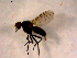  ( - 10PROBE-08994)  @12 [ ] CreativeCommons - Attribution (2011) CBG Photography Group Centre for Biodiversity Genomics
