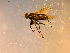  ( - 10PROBE-09000)  @12 [ ] CreativeCommons - Attribution (2011) CBG Photography Group Centre for Biodiversity Genomics