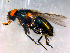  ( - 10PROBE-09016)  @13 [ ] CreativeCommons - Attribution (2011) CBG Photography Group Centre for Biodiversity Genomics