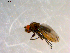  ( - 10PROBE-09702)  @12 [ ] CreativeCommons - Attribution (2011) CBG Photography Group Centre for Biodiversity Genomics