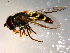  ( - 10PROBE-09703)  @13 [ ] CreativeCommons - Attribution (2011) CBG Photography Group Centre for Biodiversity Genomics