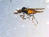  ( - 10PROBE-09741)  @12 [ ] CreativeCommons - Attribution (2011) CBG Photography Group Centre for Biodiversity Genomics