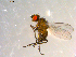  ( - 10PROBE-09757)  @12 [ ] CreativeCommons - Attribution (2011) CBG Photography Group Centre for Biodiversity Genomics