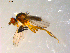  (Pteromicra sp. TAW1 - 10PROBE-09758)  @13 [ ] CreativeCommons - Attribution (2011) CBG Photography Group Centre for Biodiversity Genomics
