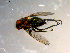  ( - 10PROBE-09764)  @13 [ ] CreativeCommons - Attribution (2011) CBG Photography Group Centre for Biodiversity Genomics