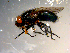  ( - 10PROBE-09765)  @13 [ ] CreativeCommons - Attribution (2011) CBG Photography Group Centre for Biodiversity Genomics
