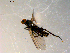  ( - 10PROBE-09815)  @12 [ ] CreativeCommons - Attribution (2011) CBG Photography Group Centre for Biodiversity Genomics
