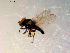  (Lonchaea sp. TAW2 - 10PROBE-09821)  @12 [ ] CreativeCommons - Attribution (2011) CBG Photography Group Centre for Biodiversity Genomics