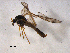  ( - 10PROBE-09831)  @12 [ ] CreativeCommons - Attribution (2011) CBG Photography Group Centre for Biodiversity Genomics