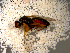  ( - 10PROBE-09842)  @13 [ ] CreativeCommons - Attribution (2011) CBG Photography Group Centre for Biodiversity Genomics