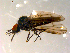  ( - 10PROBE-09865)  @12 [ ] CreativeCommons - Attribution (2011) CBG Photography Group Centre for Biodiversity Genomics