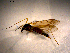 (Prionocera pubescens - 10PROBE-09881)  @13 [ ] CreativeCommons - Attribution (2011) CBG Photography Group Centre for Biodiversity Genomics