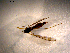  ( - 10PROBE-09885)  @12 [ ] CreativeCommons - Attribution (2011) CBG Photography Group Centre for Biodiversity Genomics