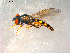  ( - 10PROBE-09888)  @13 [ ] CreativeCommons - Attribution (2011) CBG Photography Group Centre for Biodiversity Genomics