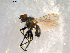  ( - 10PROBE-09907)  @13 [ ] CreativeCommons - Attribution (2011) CBG Photography Group Centre for Biodiversity Genomics