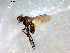  ( - 10PROBE-09908)  @12 [ ] CreativeCommons - Attribution (2011) CBG Photography Group Centre for Biodiversity Genomics