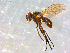  ( - 10PROBE-09909)  @13 [ ] CreativeCommons - Attribution (2011) CBG Photography Group Centre for Biodiversity Genomics
