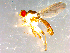  ( - 10PROBE-09916)  @13 [ ] CreativeCommons - Attribution (2011) CBG Photography Group Centre for Biodiversity Genomics