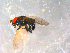  (Lonchaea sp. TAW3 - 10PROBE-09923)  @13 [ ] CreativeCommons - Attribution (2011) CBG Photography Group Centre for Biodiversity Genomics