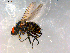  ( - 10PROBE-09925)  @13 [ ] CreativeCommons - Attribution (2011) CBG Photography Group Centre for Biodiversity Genomics