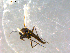  ( - 10PROBE-09961)  @12 [ ] CreativeCommons - Attribution (2011) CBG Photography Group Centre for Biodiversity Genomics