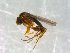  ( - 10PROBE-09977)  @13 [ ] CreativeCommons - Attribution (2011) CBG Photography Group Centre for Biodiversity Genomics