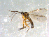  ( - 10PROBE-09980)  @12 [ ] CreativeCommons - Attribution (2011) CBG Photography Group Centre for Biodiversity Genomics