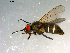  ( - 10PROBE-09997)  @14 [ ] CreativeCommons - Attribution (2011) CBG Photography Group Centre for Biodiversity Genomics
